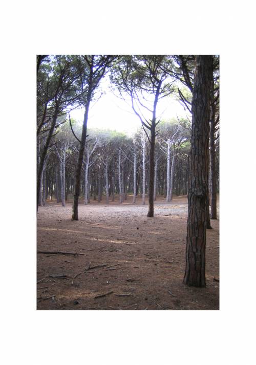 Pinienwald, Cecina; Photograph: usarch, Bonn